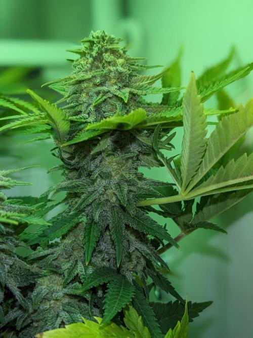Minigrow Pineapple Chunk. Week 11