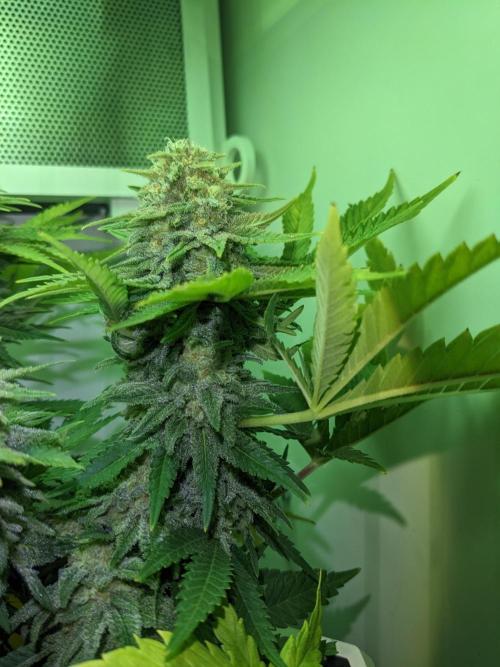 Minigrow Pineapple Chunk. Week 11