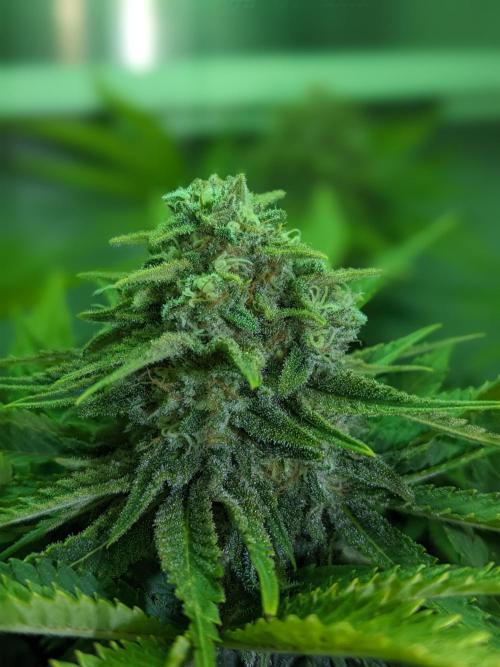 Pineapple Chunk. Week 11