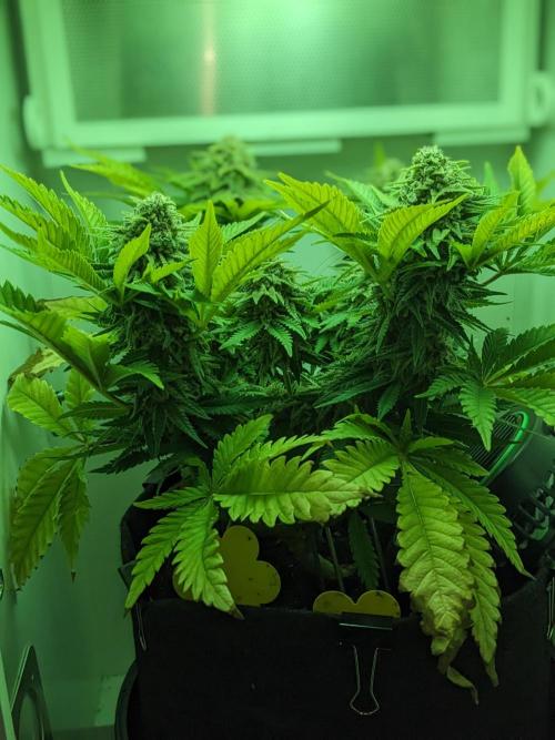 Pineapple Chunk. Week 11