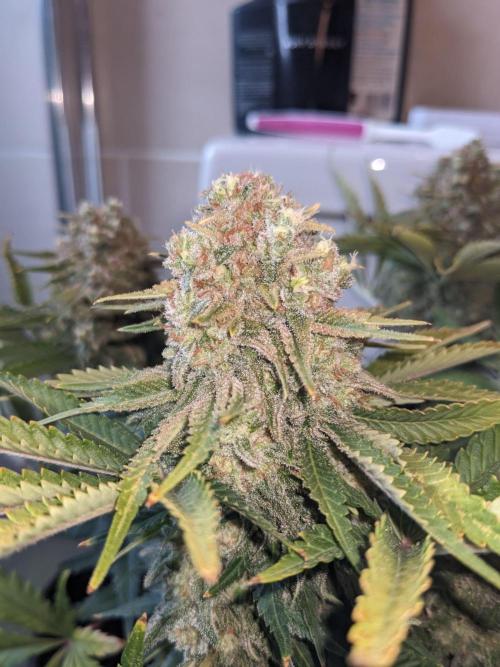 Minigrow Pineapple Chunk. Week 13