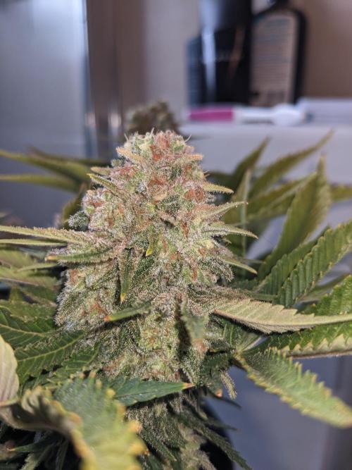 Minigrow Pineapple Chunk. Week 13