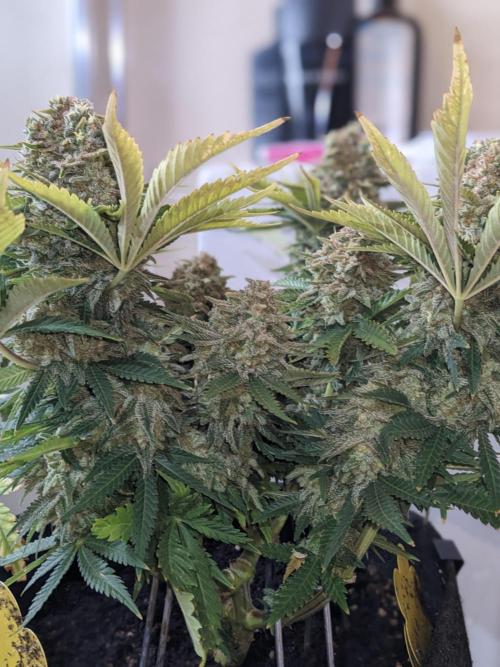 Minigrow Pineapple Chunk. Week 13