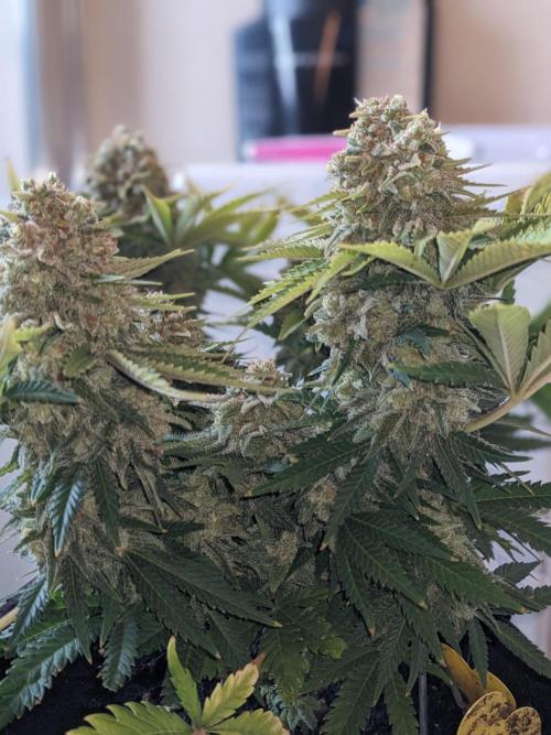 Minigrow Pineapple Chunk. Week 13
