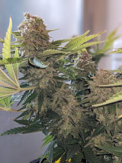 Pineapple Chunk. Week 13
