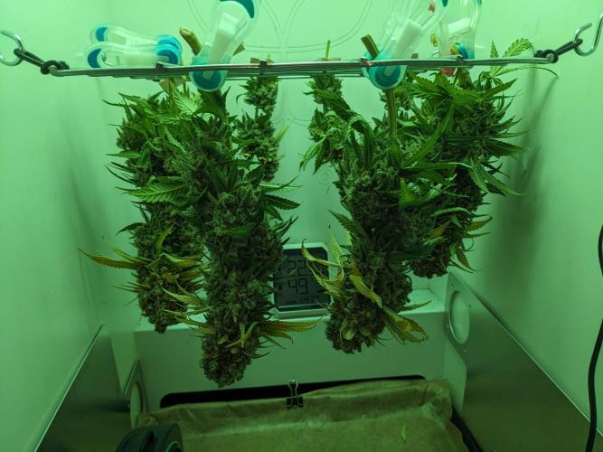 Minigrow Pineapple Chunk. Week 14