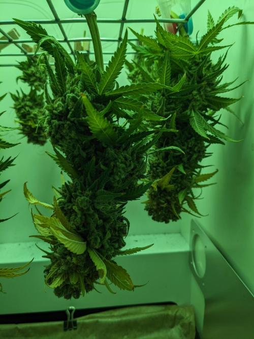 Minigrow Pineapple Chunk. Week 14
