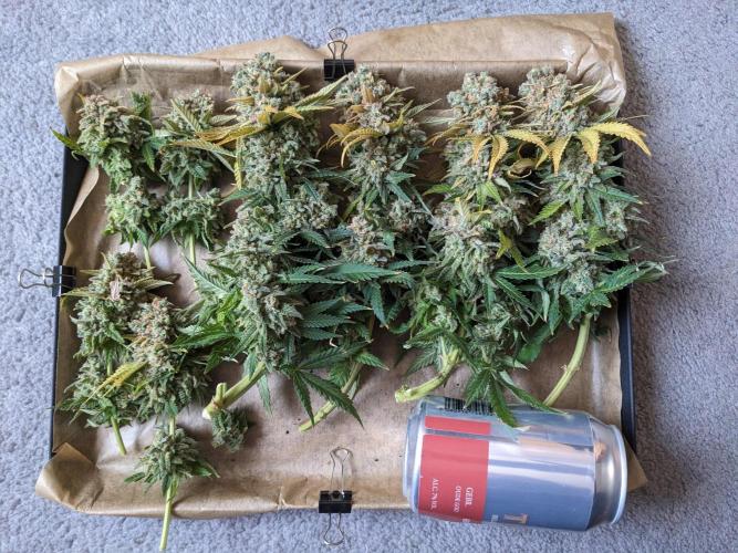 Minigrow Pineapple Chunk. Week 14