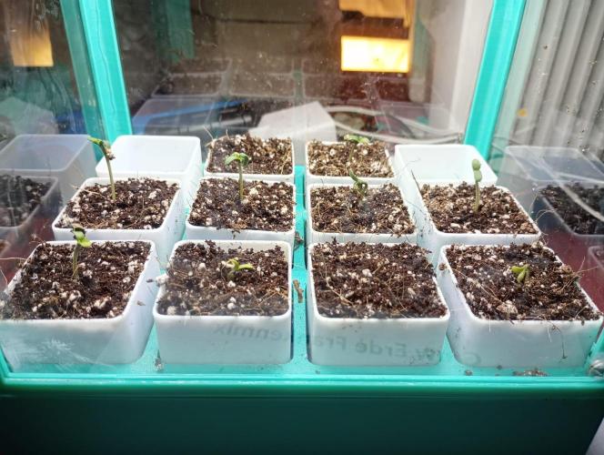 Honey Cream - Fast Flowering. Week 1 - nach 3 Tagen war ein großteil gekeimt