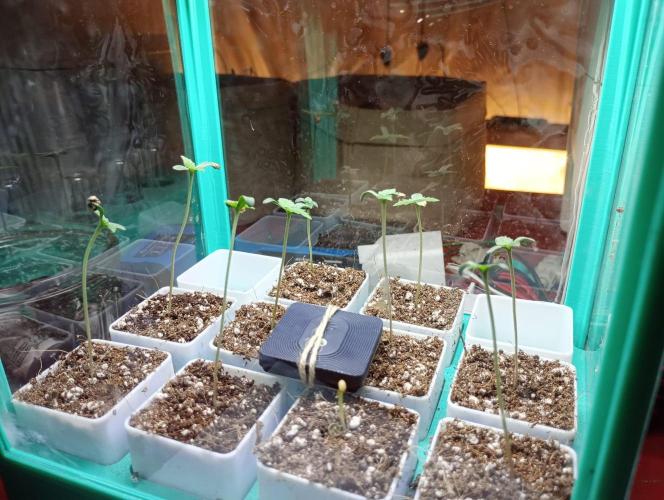 Honey Cream - Fast Flowering. Week 1 - gespargelt