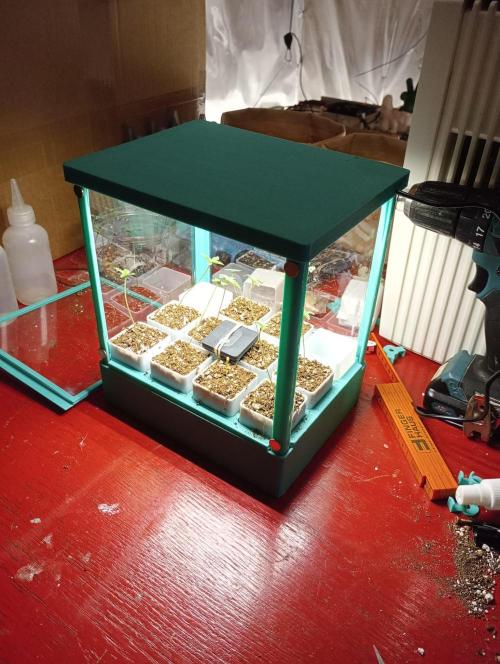 Honey Cream - Fast Flowering. Week 1 - no fishtank^^