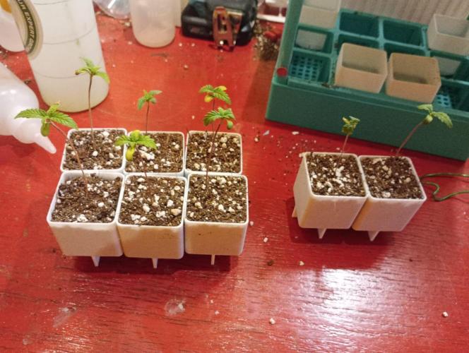 Honey Cream - Fast Flowering. Week 1 - kurz vor dem einpflanzen