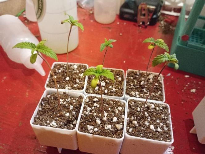Honey Cream - Fast Flowering. Week 1 - diese 6 habe ich mir ausgesucht