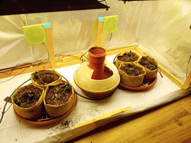 Honey Cream - Fast Flowering. Week 1 - und habe sie in 3,5 liter Erde eingepflanz. der erste Vegi Tag