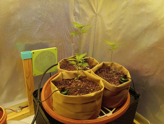 Honey Cream - Fast Flowering. Week 2