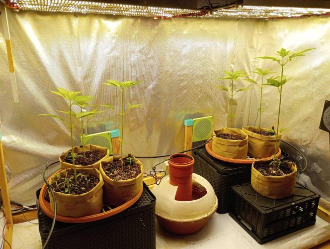 Honey Cream - Fast Flowering. Week 3 - da gabs einen ordentliche Strech von 30cm innerhalb von 7 Tagen