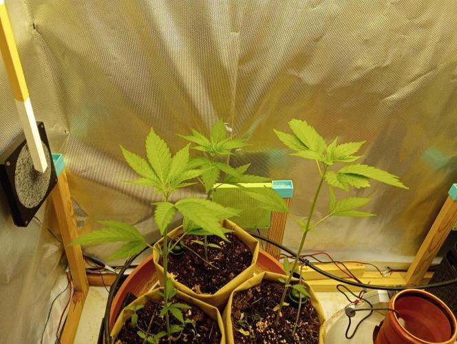 Honey Cream - Fast Flowering. Week 3