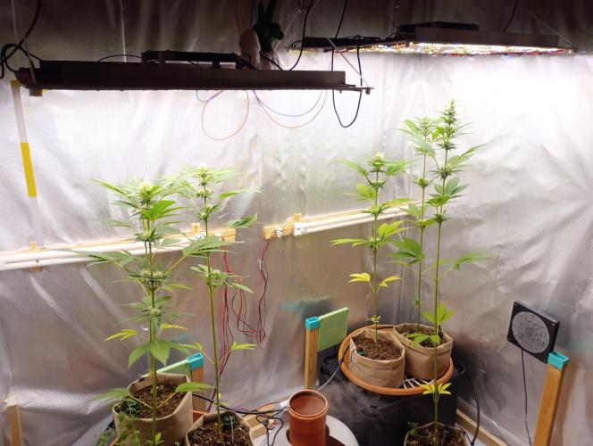 Honey Cream - Fast Flowering. Week 5