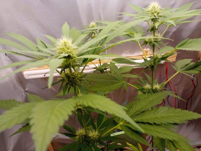 Honey Cream - Fast Flowering. Week 5
