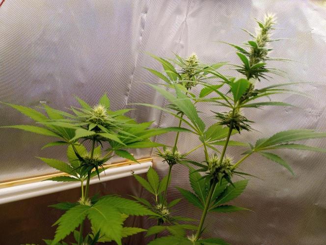 Tropf-Blumat. Week 5