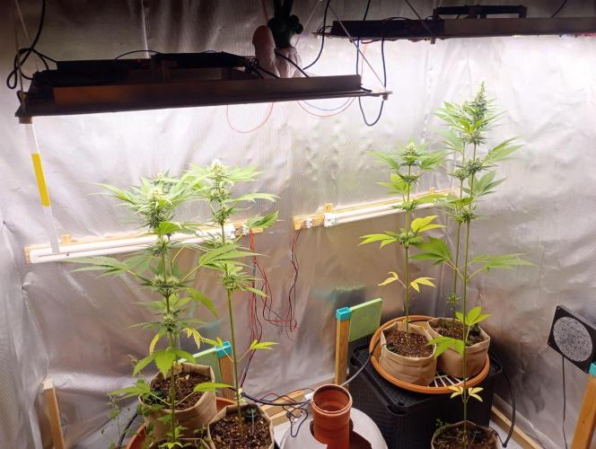 Honey Cream - Fast Flowering. Week 6