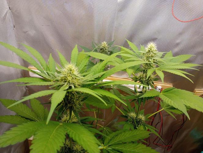 Honey Cream - Fast Flowering. Week 6