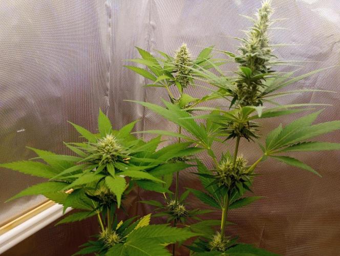Tropf-Blumat. Week 6