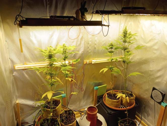 Honey Cream - Fast Flowering. Week 7