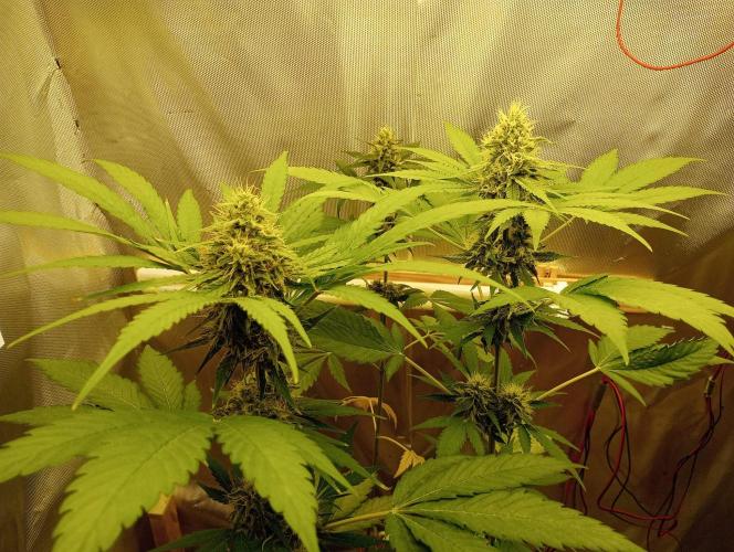 Honey Cream - Fast Flowering. Week 7