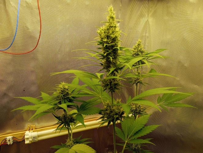 Honey Cream - Fast Flowering. Week 7