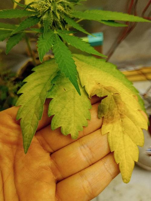 Honey Cream - Fast Flowering. Week 7 - ich glaube das ist Kaliummangel
