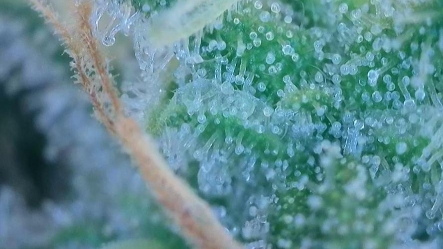 Honey Cream - Fast Flowering. Week 7