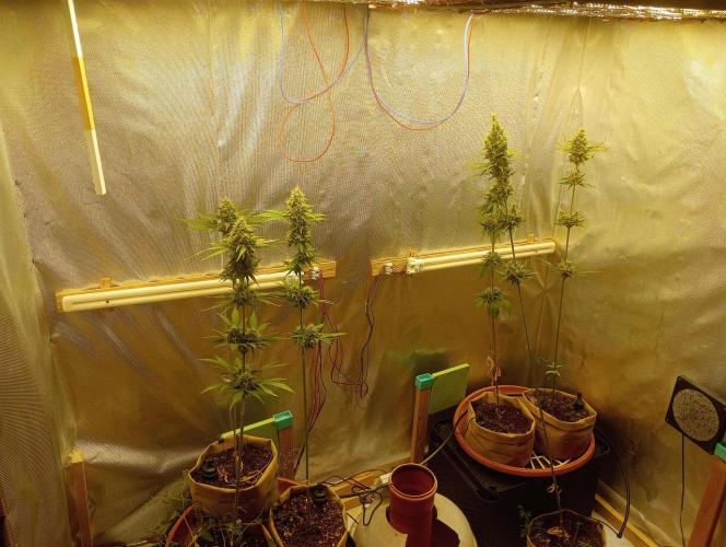 Honey Cream - Fast Flowering. Week 8