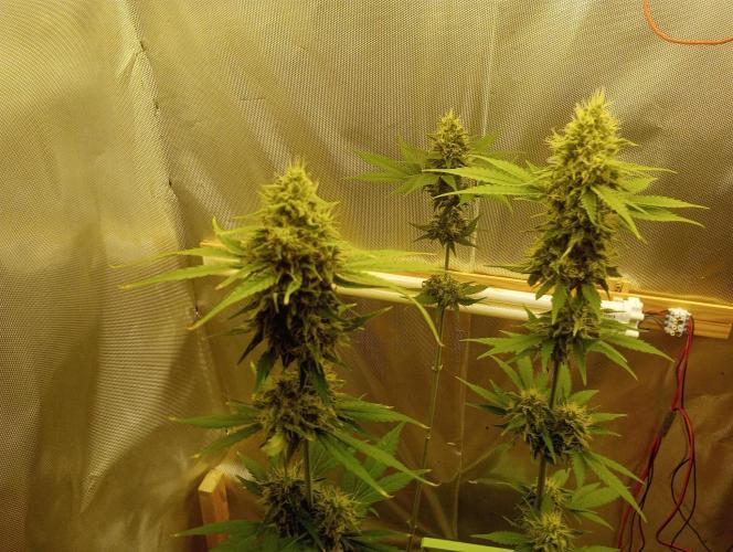 Honey Cream - Fast Flowering. Week 8
