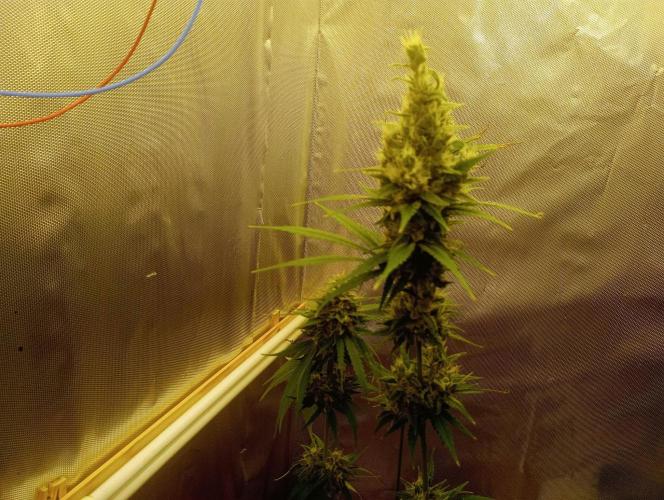 Honey Cream - Fast Flowering. Week 8