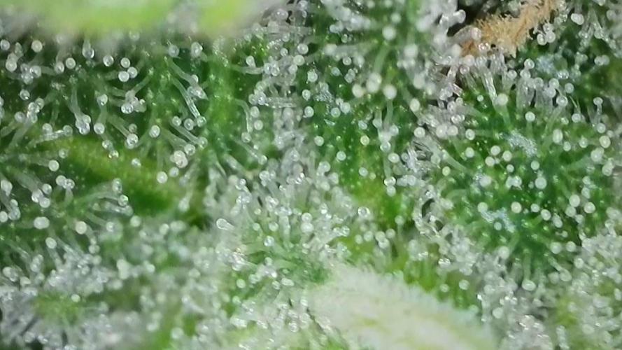 Honey Cream - Fast Flowering. Week 8