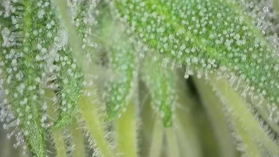 Honey Cream - Fast Flowering. Week 8