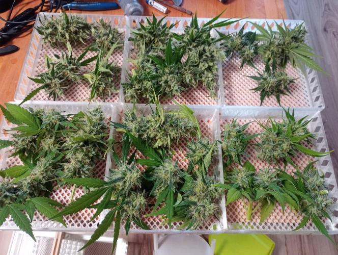 Honey Cream - Fast Flowering. Week 9