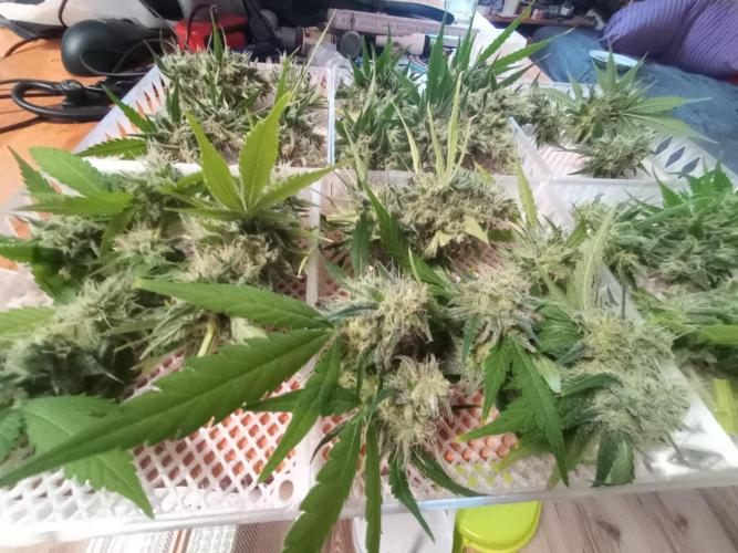 Honey Cream - Fast Flowering. Week 9