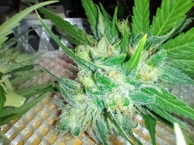 Honey Cream - Fast Flowering. Week 9