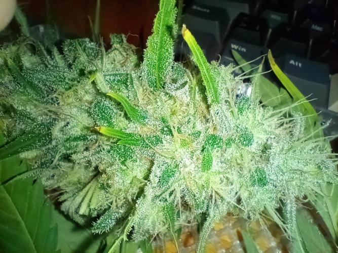 Honey Cream - Fast Flowering. Week 9