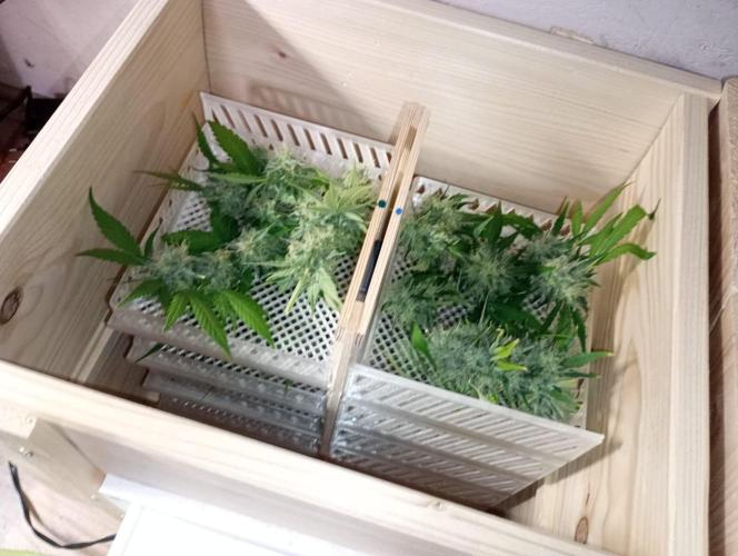Honey Cream - Fast Flowering. Week 9