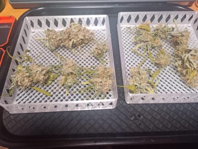 Honey Cream - Fast Flowering. Week 9