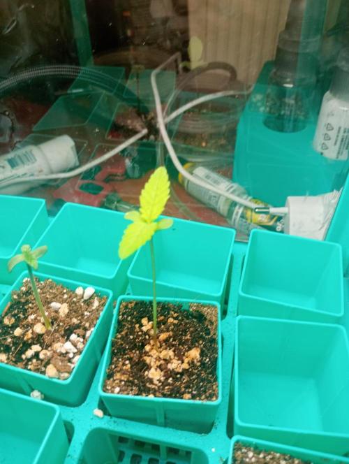 Hyper Vyper, Powerplant, Strawberry Gum. Week 0 - Powerplant