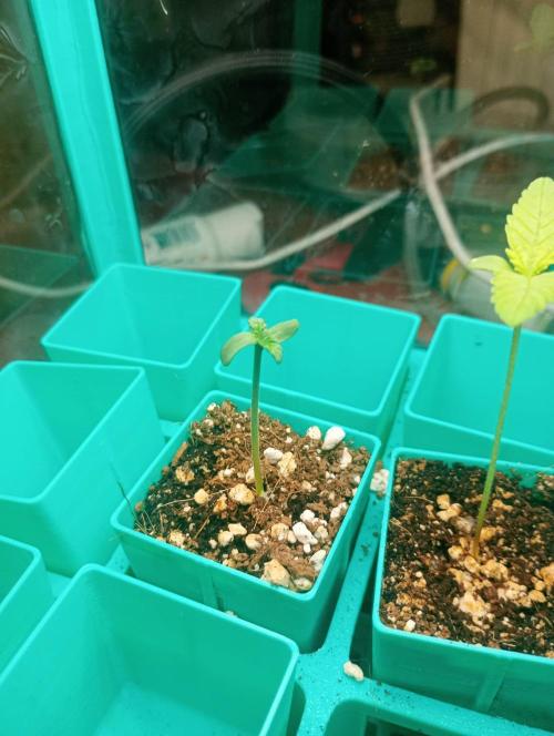 Hyper Vyper, Powerplant, Strawberry Gum. Week 0 - Hyper Vyper