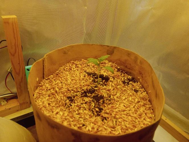 Hyper Vyper, Powerplant, Strawberry Gum. Week 1 - Hyper Vyper