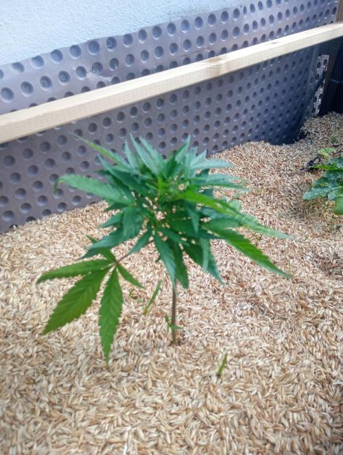 Hyper Vyper, Powerplant, Strawberry Gum. Week 1 - Strawberry Gum