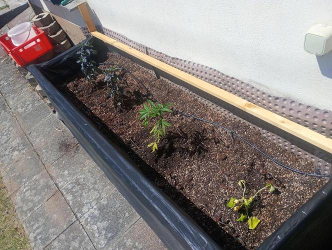 Hyper Vyper, Powerplant, Strawberry Gum. Week 0 - Strawberry Gum with friends