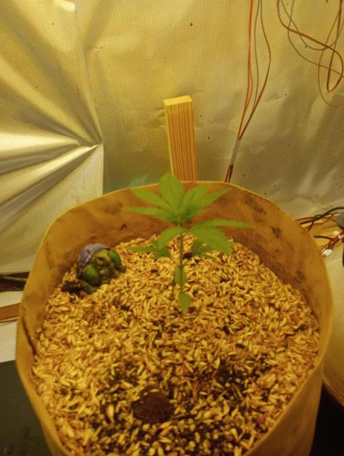 Hyper Vyper, Powerplant, Strawberry Gum. Week 2