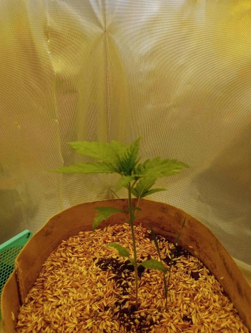 Hyper Vyper, Powerplant, Strawberry Gum. Week 2 - Hyper Vyper